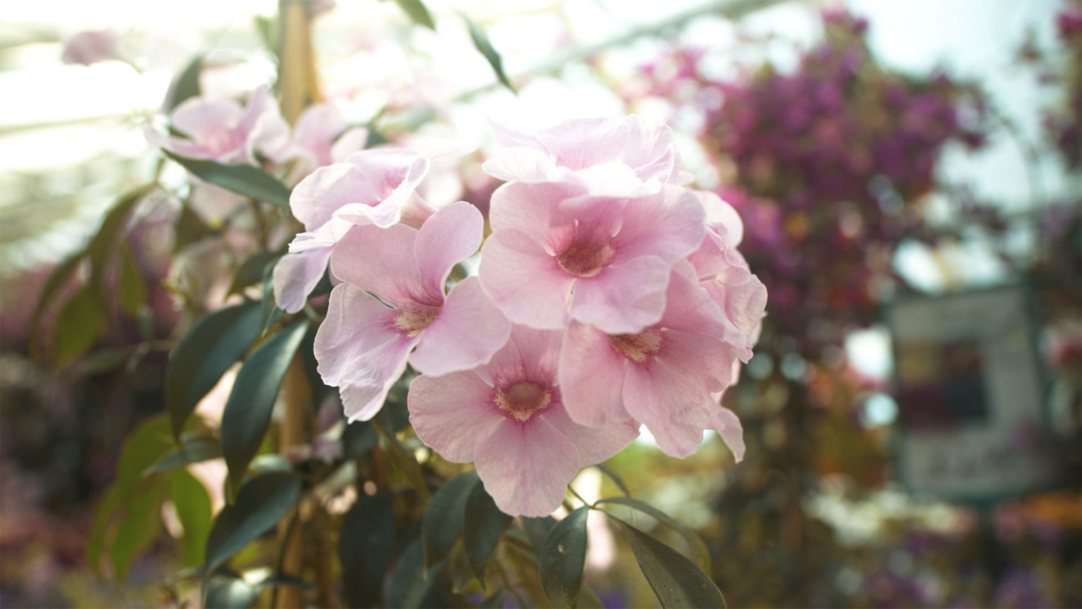 Blumenhof Kaufen wo’s wächst Blumen Pflanzen Shop