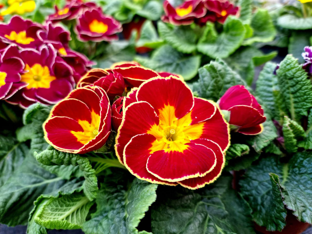 Blumenhof Kaufen wo’s wächst Blumen Pflanzen Shop