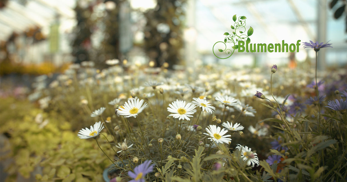 Blumenhof Kaufen wo’s wächst Blumen Pflanzen Shop